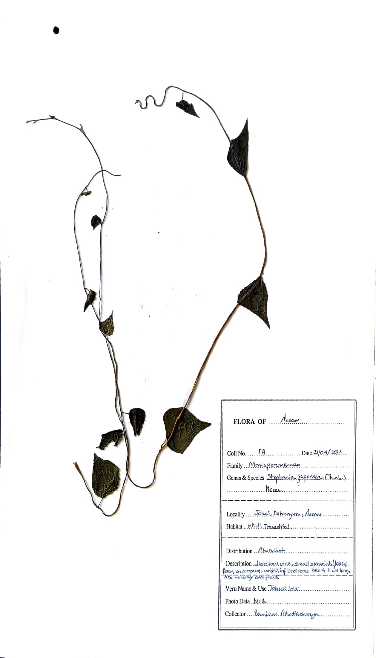Tubukilota (Ass.) (Herbarium)